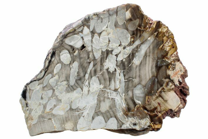 Petrified Peanut Wood Section - Australia #239732